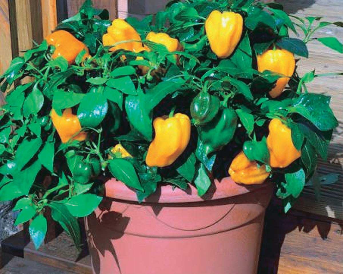 An image of the plant grown with seed for Pepper Little Orange Hybrid Seeds - Compact & Lush, Ideal for Containers, Sweet Flavor, Vibrant Orange Color, Perfect for Fresh Eating