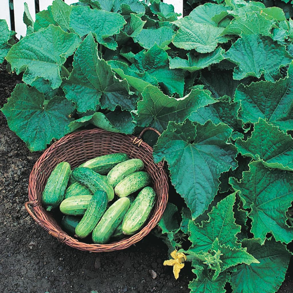 An image of the plant grown with seed for Bush Pickle Cucumber Seeds - Compact & Fast-Growing, Ideal for Containers and Small Gardens, Crisp Mild Flavor