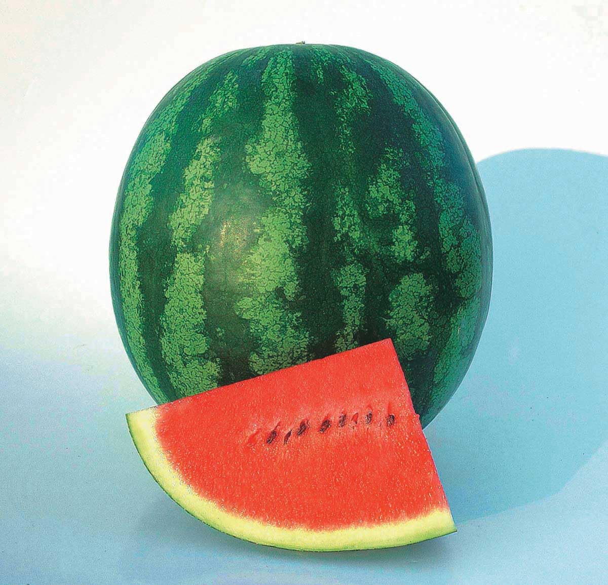 An image of the plant grown with seed for Watermelon Shiny Boy Seeds - Quick-Growing, Dark Red Flesh with Sweet Tropical Flavor, Perfect for Summer Refreshment, Heirloom, Non-GMO