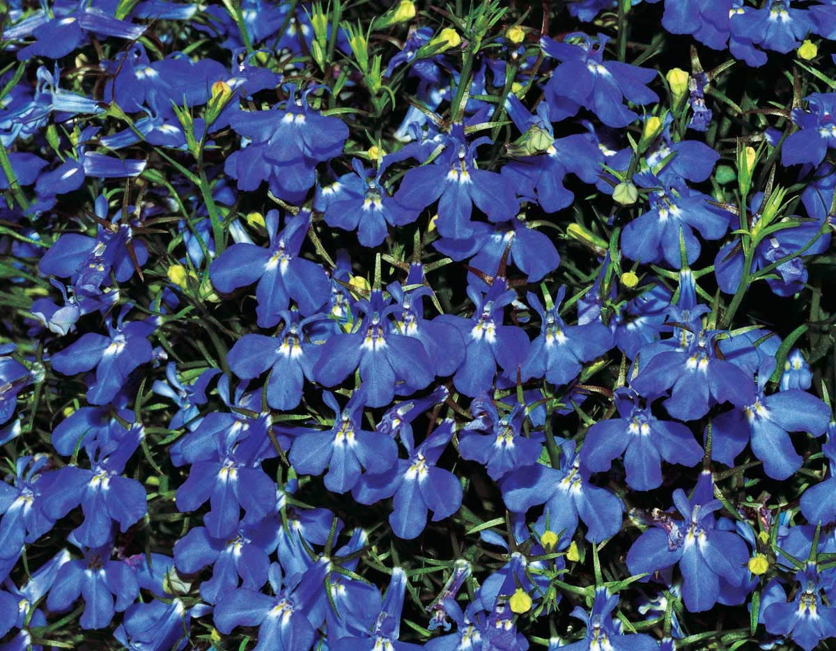 An image of the plant grown with seed for Lobelia Sapphire Seeds - Vibrant Sapphire Blue Flowers with Trailing Habit, Ideal for Window Boxes and Hanging Baskets, Non-GMO