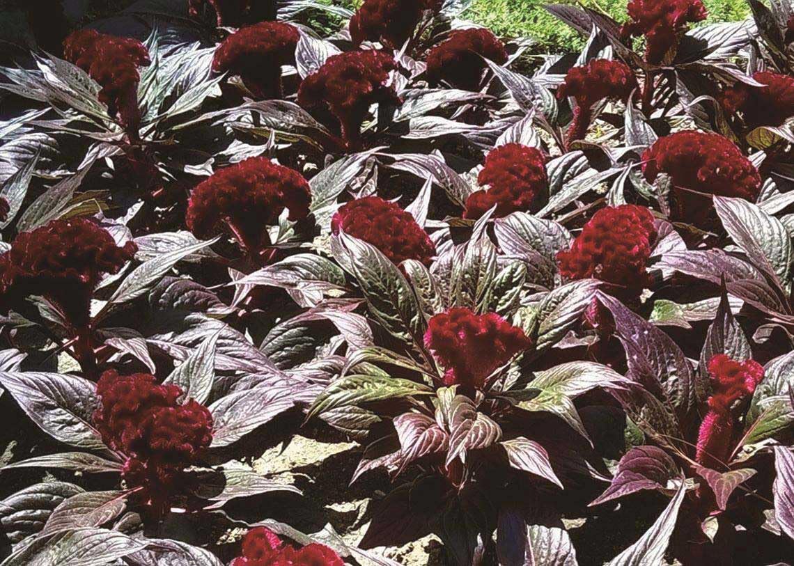 An image of the plant grown with seed for Celosia Dracula Seeds - Unique Big Flower Top, Dramatic Crimson-Black Hue, Excellent for Garden Borders & Containers, Thrives in Full Sun