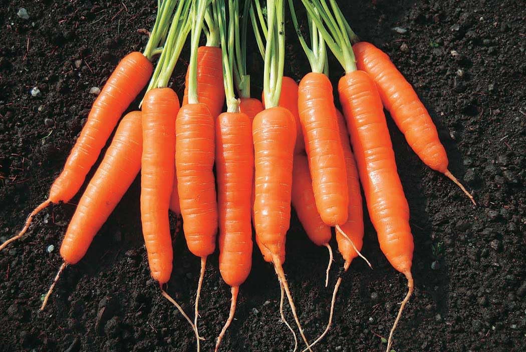 An image of the plant grown with seed for Baby Spike Carrot Seeds - Tender Fingerling Variety, Perfect for Snacking & Salads, Sweet & Juicy, Non-GMO