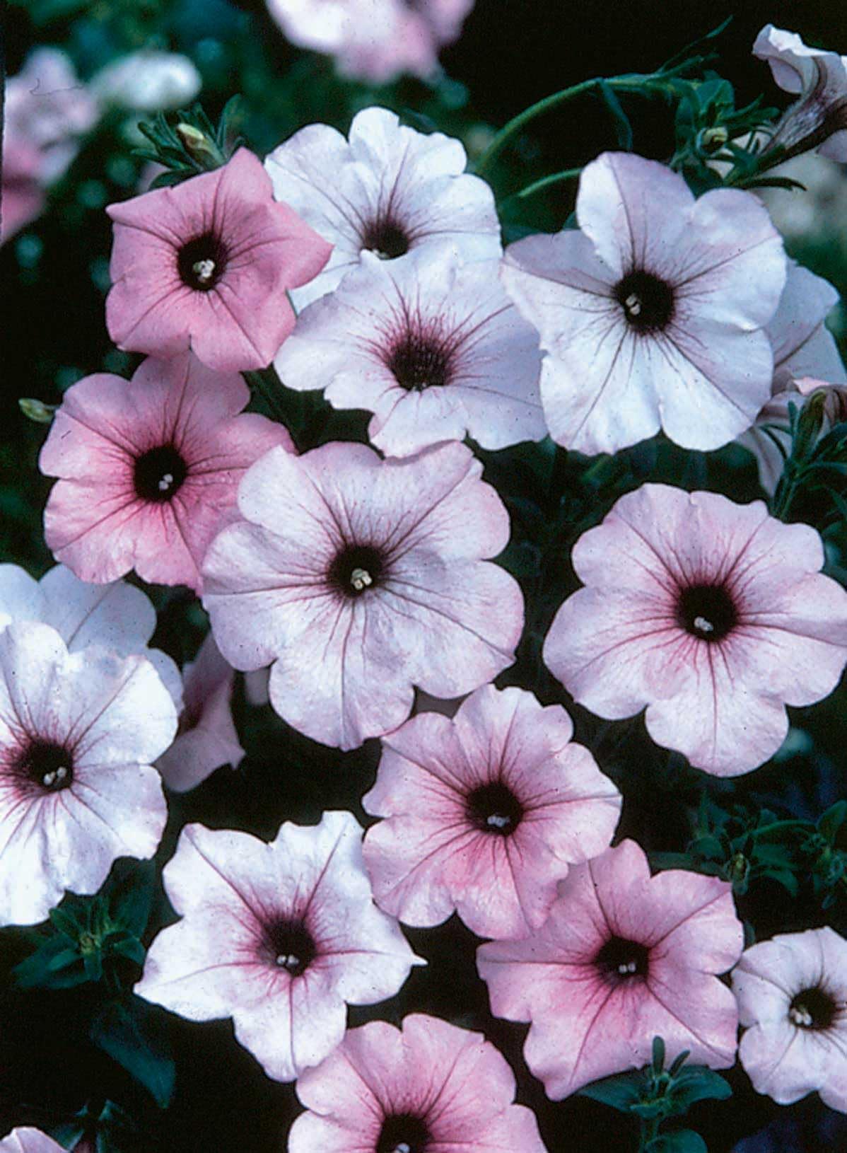 An image of the plant grown with seed for Petunia Tidal Wave Silver Seeds - Lavish Lavender Blooms, Award-Winning Ground Cover, Thrives in Containers, Non-GMO, Easy to Grow