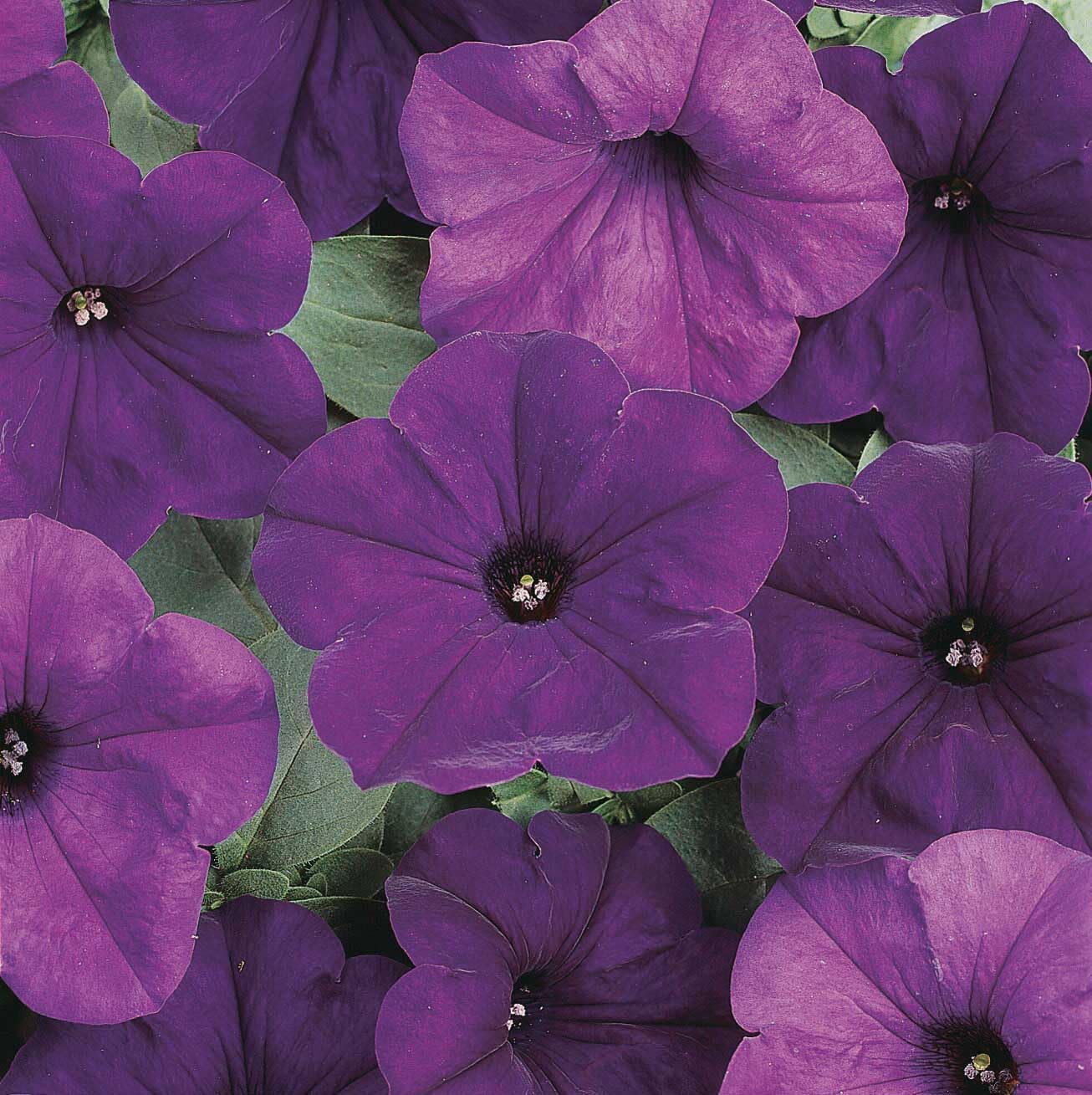 An image of the plant grown with seed for Petunia Easy Wave Blue Seeds - Compact Growth for Containers, Vibrant Blue Blooms, Ideal for Small Gardens and Balconies, Non-GMO