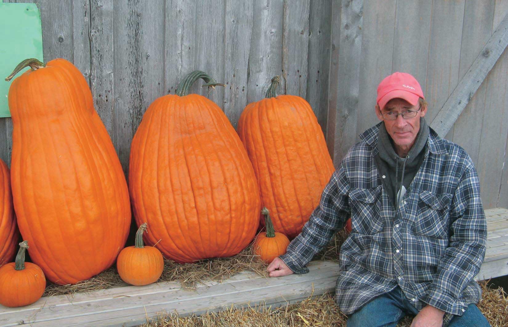 An image of the plant grown with seed for Dilly of a Jack Pumpkin Seeds - Giant Specimens, Perfect for Jack O'Lanterns, Heirloom, Non-GMO, from Dill Family Farm