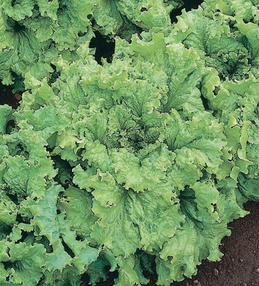 An image of the plant grown with seed for Simpson Elite Lettuce Seeds - Heirloom Variety, Rapid Growth, Bolt Resistant, Ideal for Extended Harvests & Fresh Salads