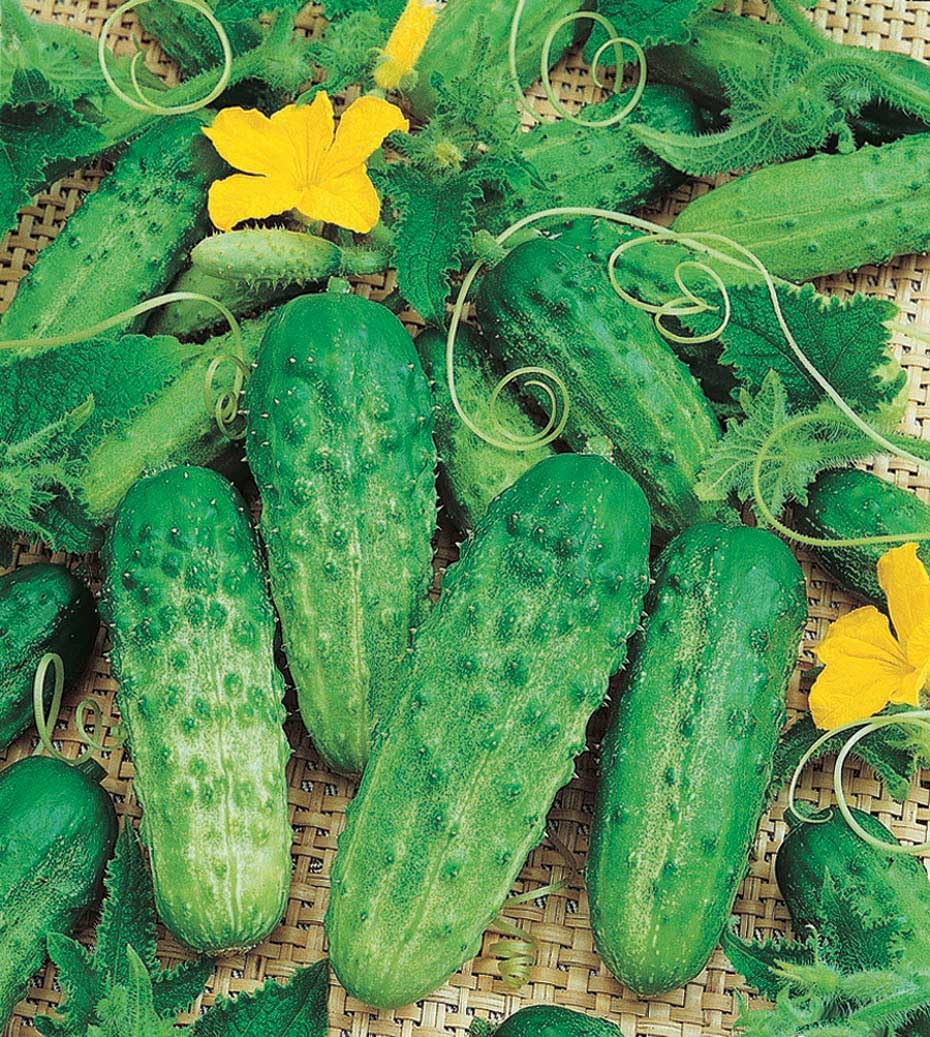 An image of the plant grown with seed for Parisian Gherkin Cucumber Seeds - Crunchy & Sweet, Ideal for Pickling and Fresh Salads, Disease-Resistant, Perfect for Trellis Growth