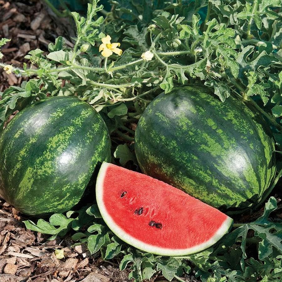 An image of the plant grown with seed for Mini Love Watermelon Seeds - Compact, Early Fruit Hybrid, Bright Red Crisp Flesh, Ideal for Small Gardens, Non-GMO