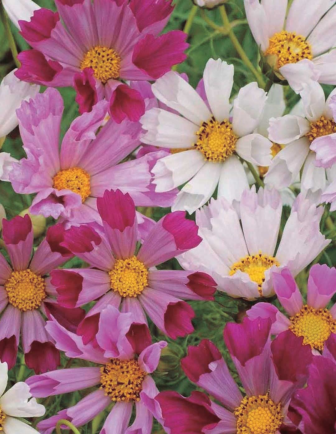 An image of the plant grown with seed for Cosmos Sea Shells Mix Seeds - Stunning Seashell Petal Flowers in Creamy Whites and Pinks, Perfect for Borders and Containers, Non-GMO