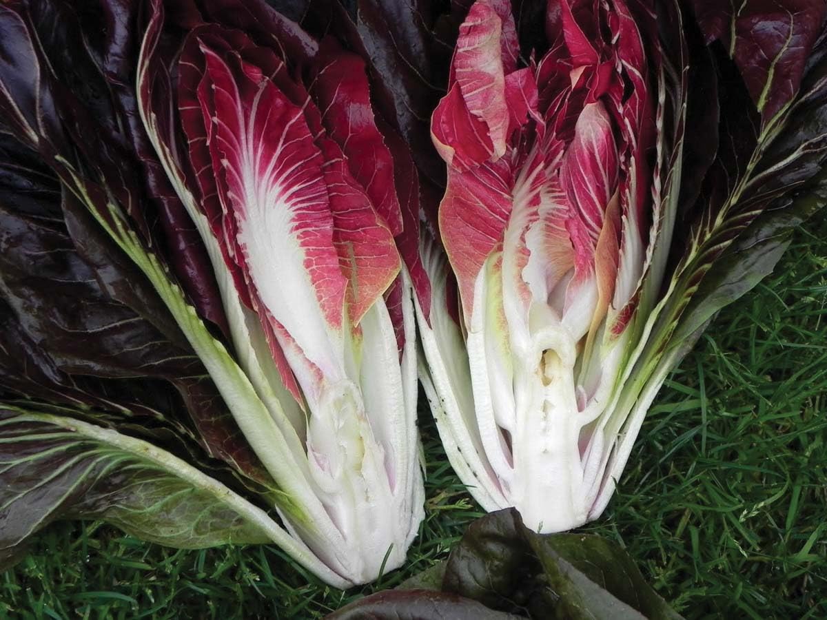 An image of the plant grown with seed for Radicchio Fiero Seeds - Tall Treviso Type, Deep Maroon Heads with White Ribs, Juicy Crunch, Ideal for All Seasons, Non-GMO