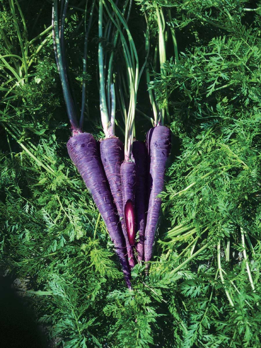 An image of the plant grown with seed for Purple Haze Carrot Seeds - Luscious Purple Exterior with Vibrant Orange Core, Sweet Flavor, Perfect for Fresh Salads