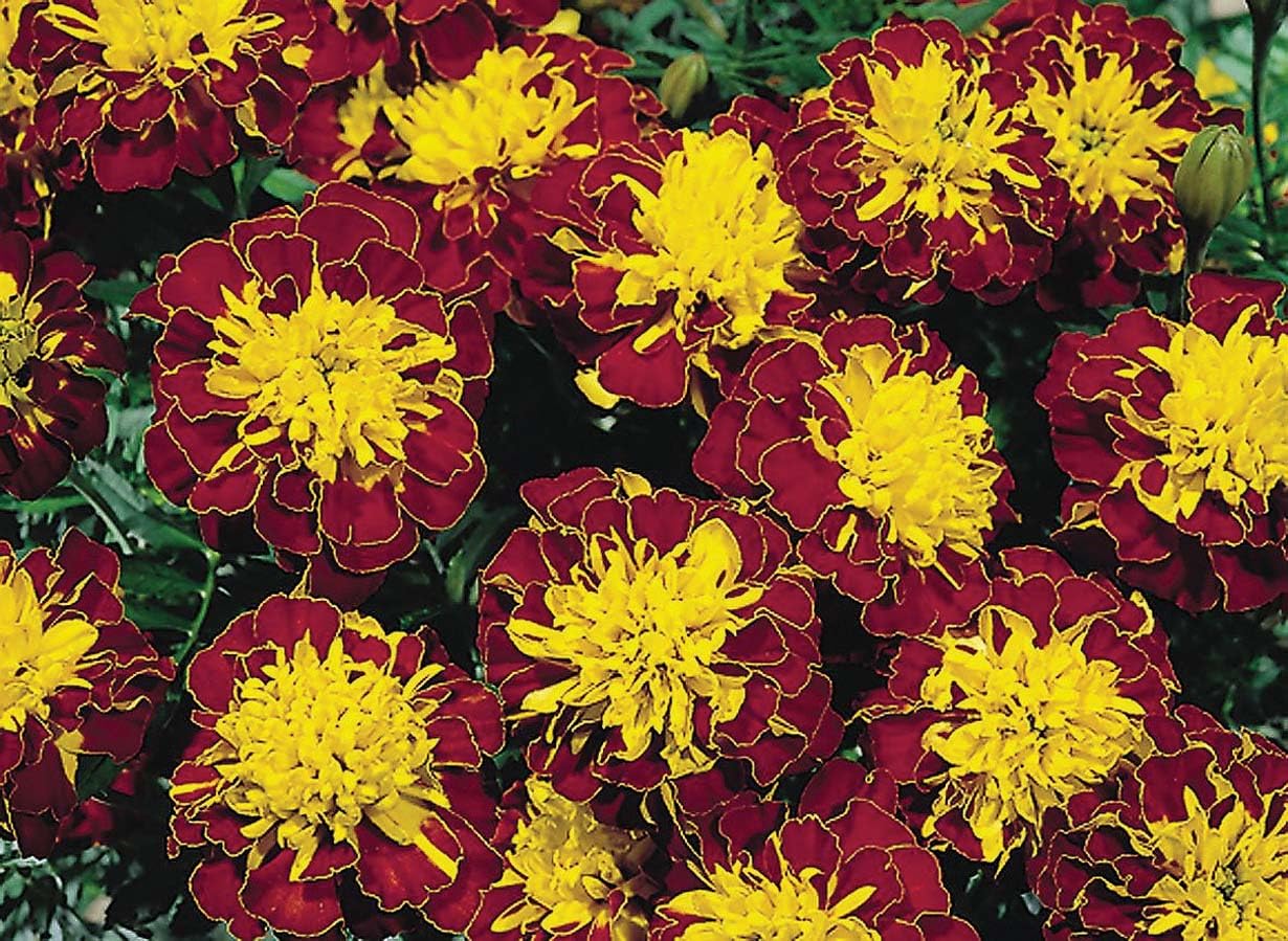 An image of the plant grown with seed for Marigold Super Hero Spry Seeds - Vibrant Burgundy & Gold Blooms, Compact Growth, Award-Winning Variety, Ideal for Companion Planting