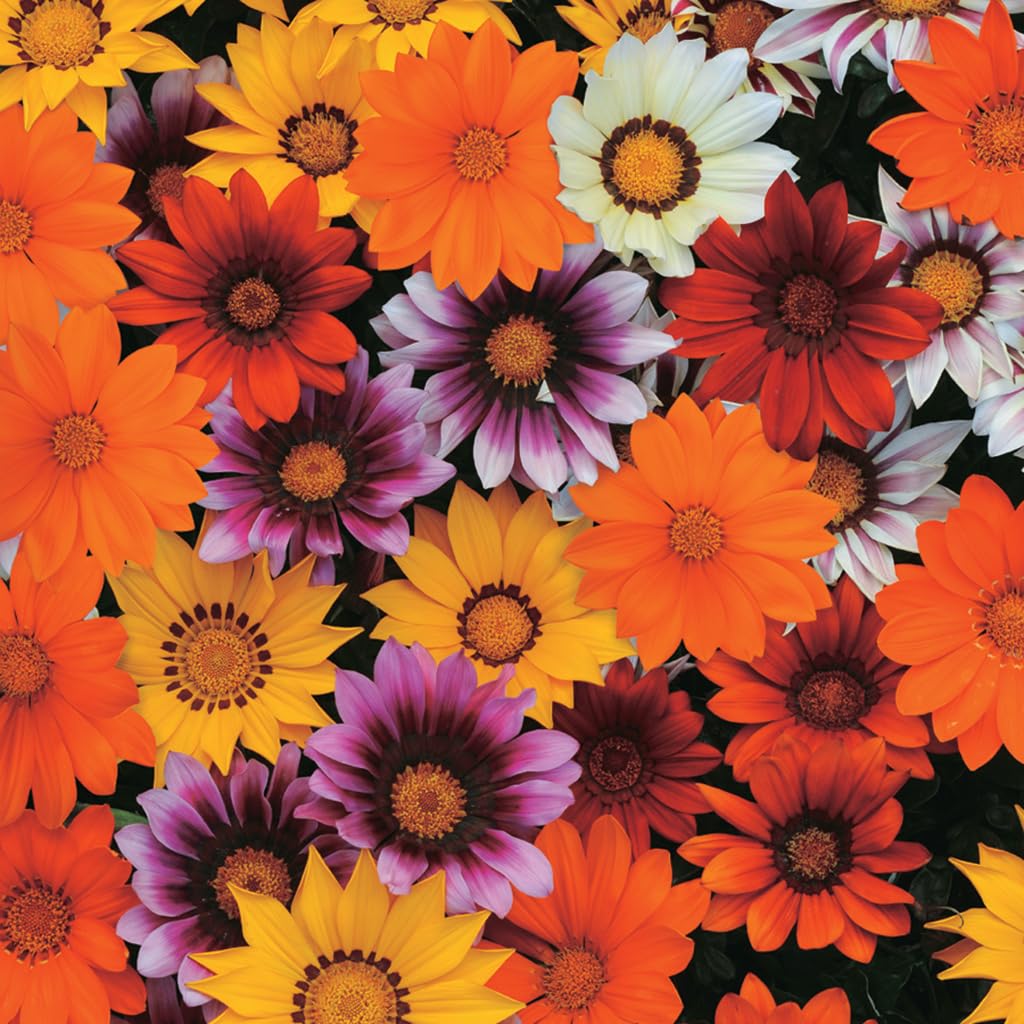 An image of the plant grown with seed for Gazania New Day Mix Seeds - Vibrant Daisy-Like Blooms, Thrives in Full Sun, Perfect for Hot Summers, Drought Tolerant, Ideal for Garden Color Splashes