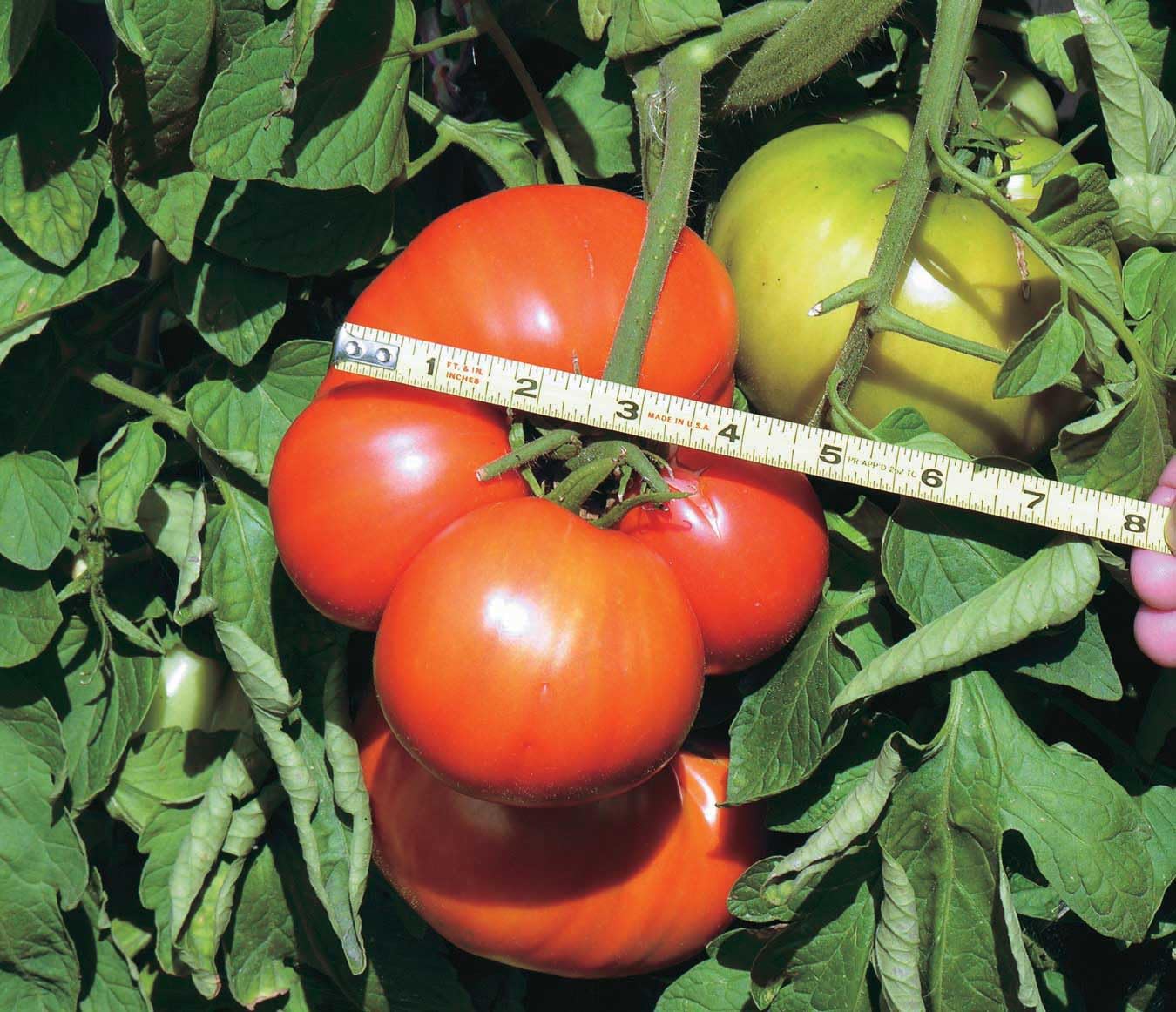 An image of the plant grown with seed for Monster Heirloom Tomato Seeds - Record-Breaking Large Fruits, Perfect for Competitions, Indeterminate Growth