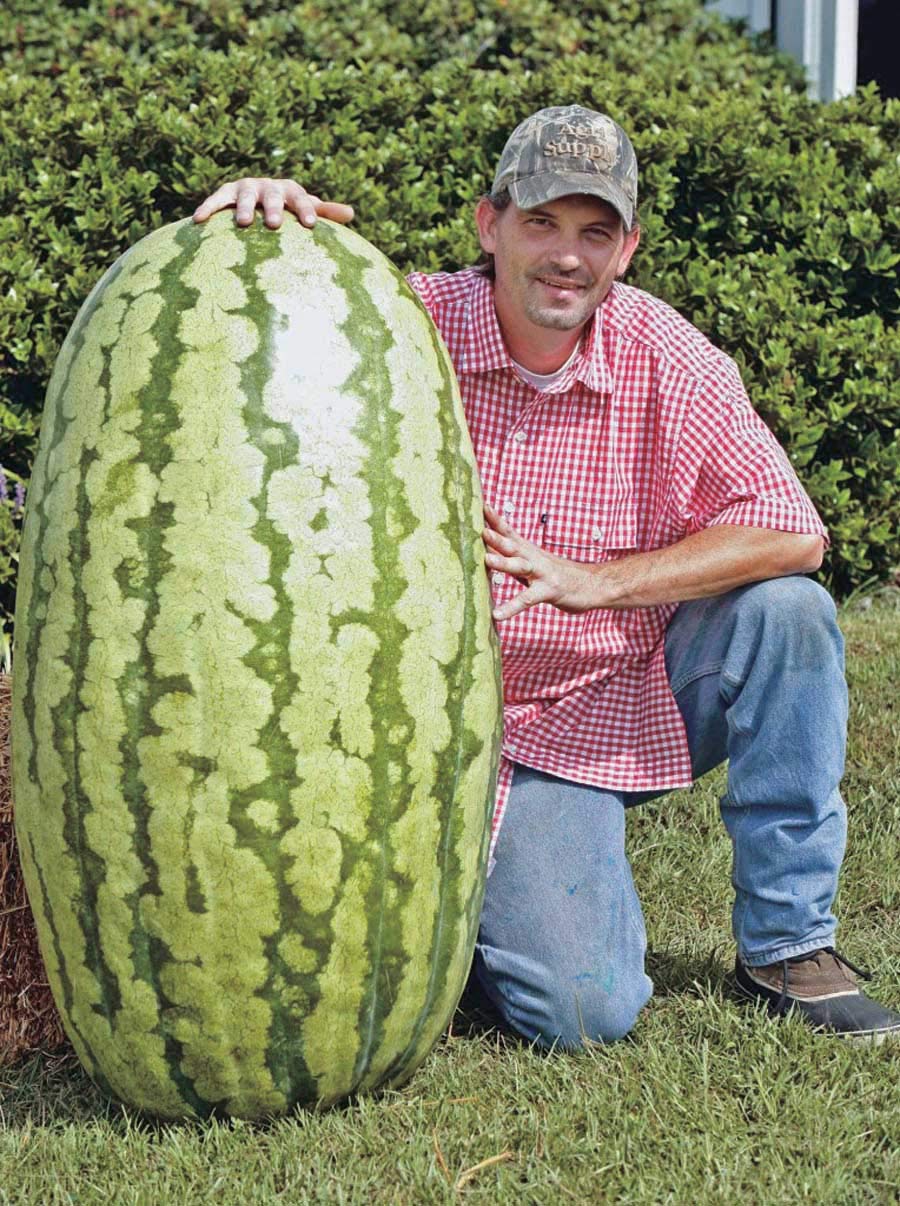 An image of the plant grown with seed for Giant Watermelon Seeds - World Record Variety, Ideal for Competitive Growing, Produces Melons Up to 100 kg, Non-GMO, Perfect for Large Gardens