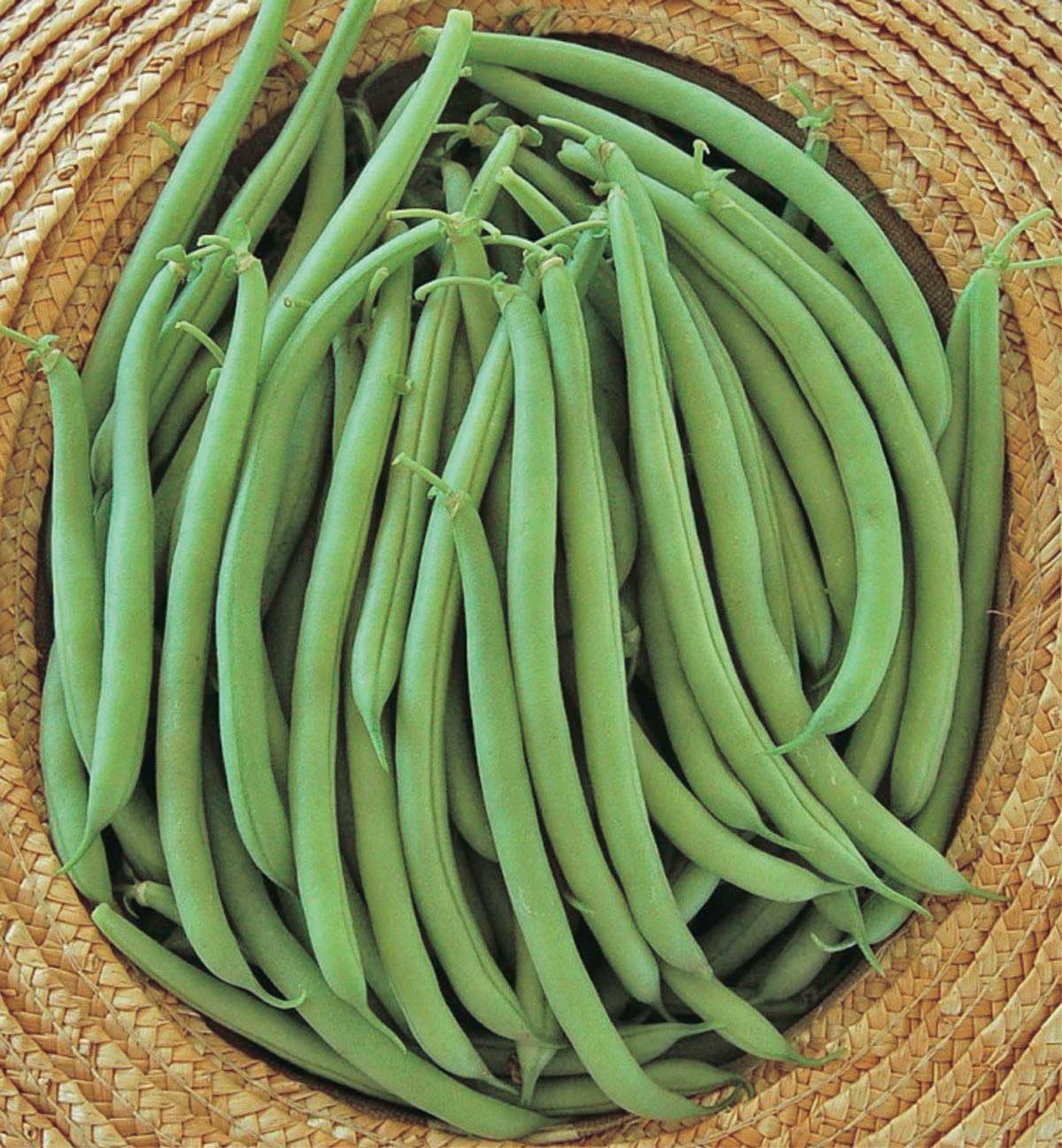An image of the plant grown with seed for Bean Strike Seeds - Early Harvest, High Yielding, Tender & Smooth Pods, Ideal for Home Gardens, Non-GMO