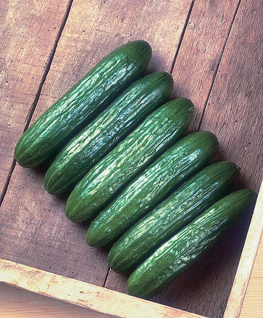 An image of the plant grown with seed for Babylon Hybrid Cucumber Seeds - Spineless, Sweet & Crunchy, Ideal for Trellis Growing, Burpless, Non-GMO