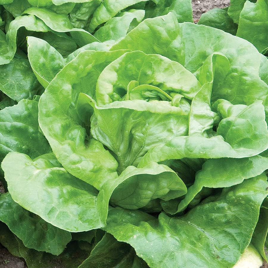 An image of the plant grown with seed for Butterhead Mirlo Lettuce Seeds - Large, Creamy Green Leaves with Soft, Buttery Texture, Ideal for Fresh Salads, Non-GMO & Pelleted for Easy Sowing