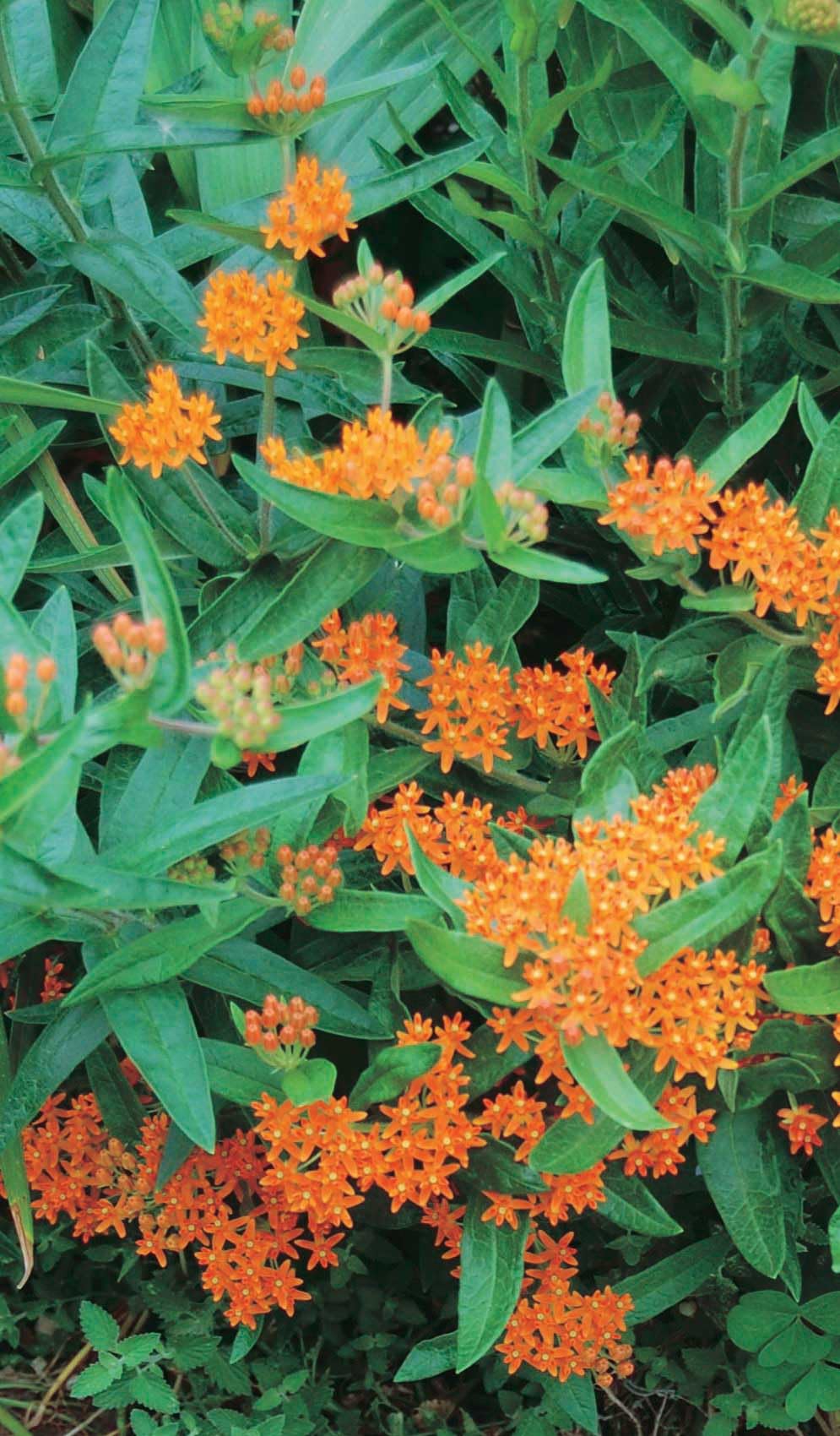 An image of the plant grown with seed for Butterfly Milkweed Seeds - Attract Monarch Butterflies, Ideal for Pollinators & Wild Gardens, Easy to Grow, Vibrant Orange Blossoms