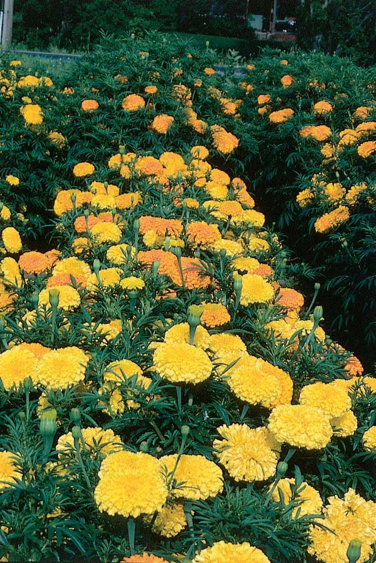 An image of the plant grown with seed for Marigold Crackerjack Seeds - Vibrant Full Color Range, Large Blooms, Ideal for Garden Borders & Floral Displays, Hardy & Easy to Grow