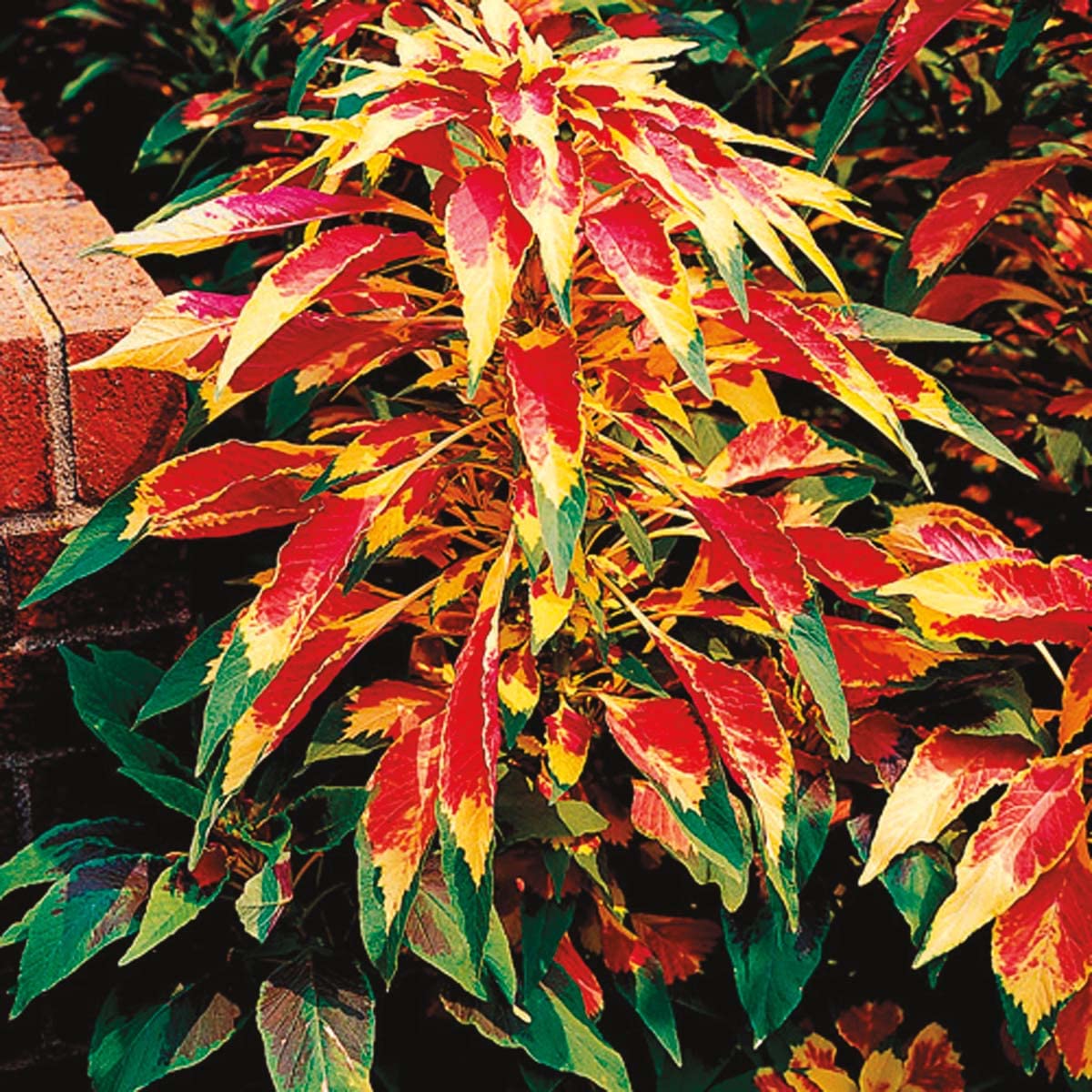 An image of the plant grown with seed for Amaranthus Perfecta Tri-Color Seeds - Vibrant & Ornamental, Edible Healthy Greens, Ideal for Tropical Garden Effects, Hardy Annual