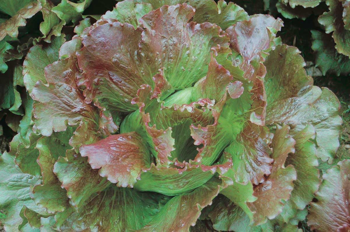 An image of the plant grown with seed for Magenta Lettuce Seeds - Vibrant Summer Crisp Variety, Red-Tinged Leaves with Green Heart, Excellent Flavor, Ideal for Seasonal Plantings, High Disease Resistance
