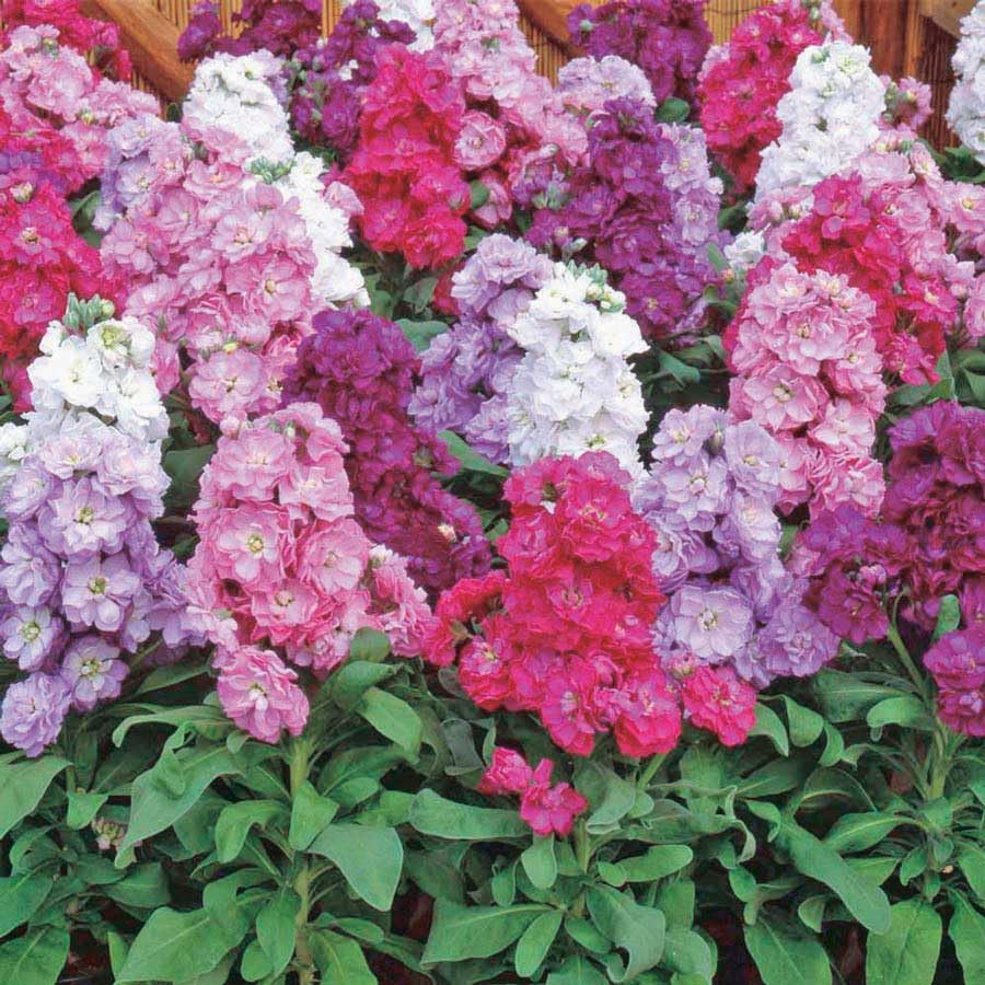 An image of the plant grown with seed for Dwarf 10 Week Stock Seeds - Vibrant Double Flowers, Perfect for Cuttings, Heirloom Variety, Thrives in Varied Climates, Non-GMO