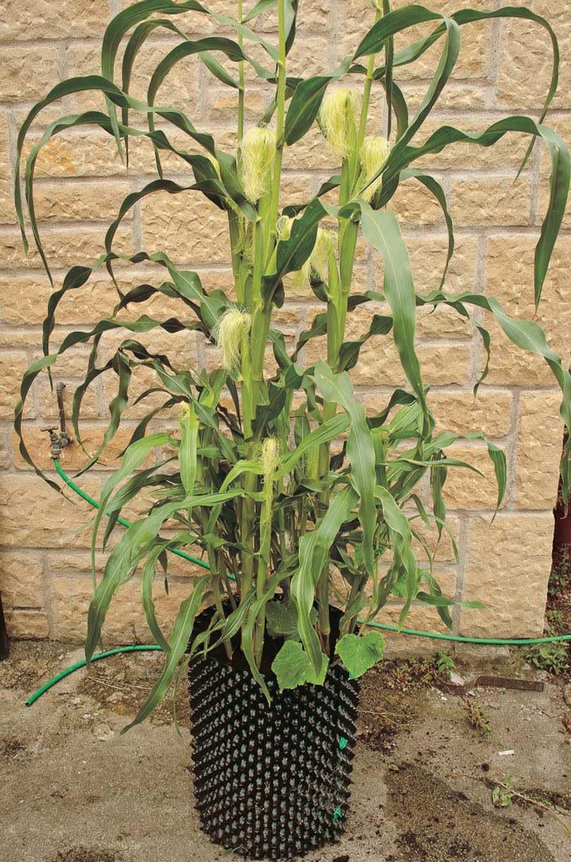 An image of the plant grown with seed for Baby Corn Cutie Pops Seeds - Multicolored Kernels, Perfect for Stir-Fries, Pickles, and Crunchy Snacks, Non-GMO, Ornamental & Edible