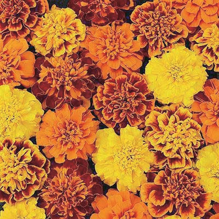 An image of the plant grown with seed for Janie Flame Marigold Seeds - Vibrant Red & Gold Blooms, Early Blooming Dwarf Variety, Ideal for Borders & Containers, Non-GMO