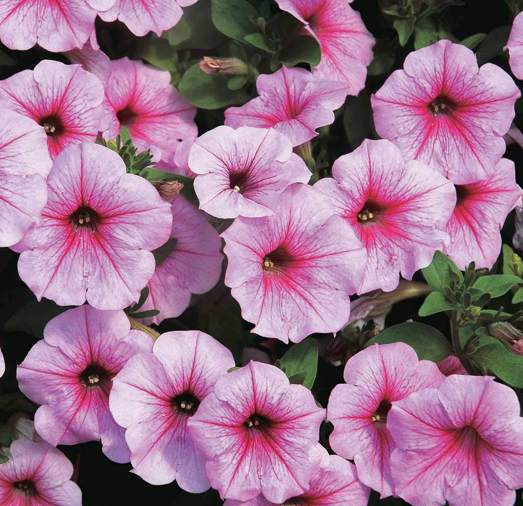 An image of the plant grown with seed for Shock Wave Pink Vein Petunia Seeds - Compact, Self-Cleaning Blooms, Perfect for Baskets and Containers, Rain Resilient