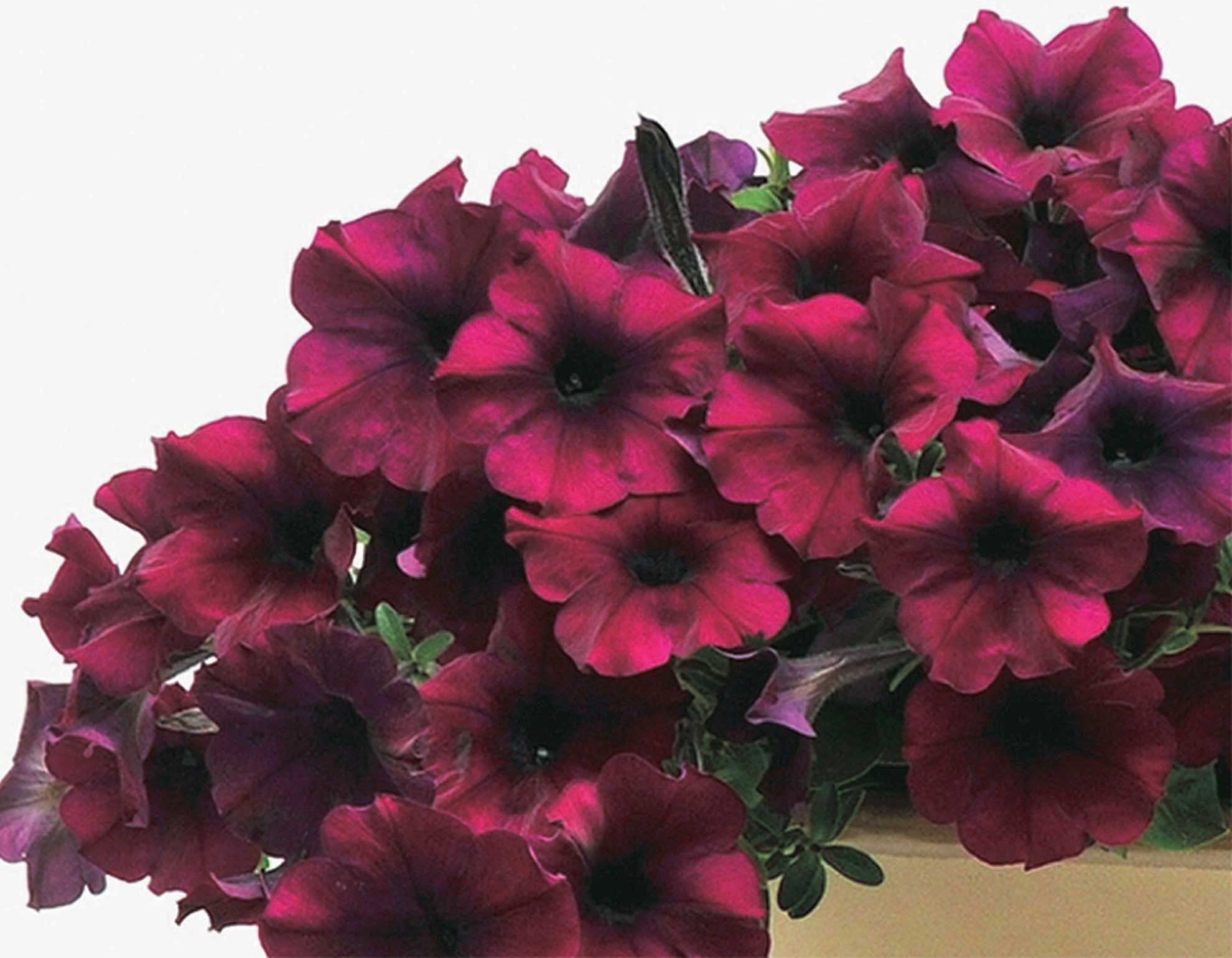 An image of the plant grown with seed for Petunia E.W. Burgundy Velour Seeds - Rich Burgundy Blooms, Compact Growth, Perfect for Containers and Small Gardens, Easy Maintenance, Non-GMO