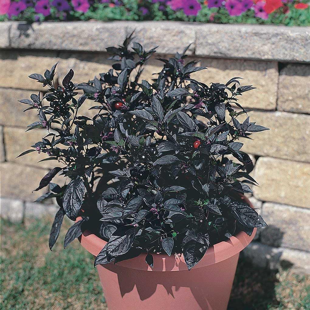 An image of the plant grown with seed for Black Pearl Ornamental Pepper Seeds - Shiny Black Edible Peppers, Fiery Hot, Vibrant Black Foliage, Perfect for Patios and Gardens, Non-GMO