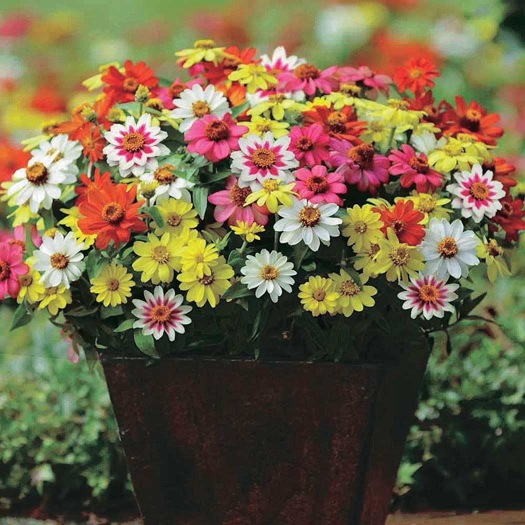 An image of the plant grown with seed for Zinnia Zahara Mix Seeds - Vibrant & Colorful, Heat and Drought Resistant, Ideal for Season-Long Blooms, Perfect for Beginners and Advanced Gardeners