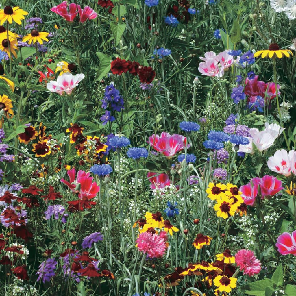 An image of the plant grown with seed for Premium Bird & Butterfly Wildflower Mix - Attracts Songbirds, Hummingbirds, and Butterflies, Ideal for Garden Landscaping, Includes Cornflower, Lupine, Poppy & More