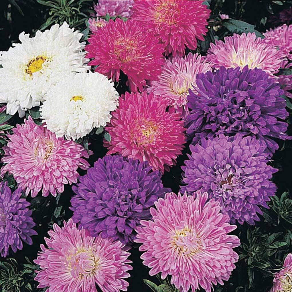 An image of the plant grown with seed for Aster Milady Mix Seeds - Dwarf, Early Blooming, Vibrant Multi-Color Flowers, Perfect for Borders and Container Gardens, Hardy & Easy to Grow