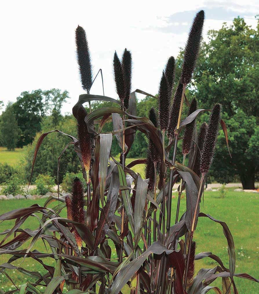 An image of the plant grown with seed for Purple Majesty Ornamental Millet Seeds - Majestic Heights, Stunning Dark Foliage, Ideal for Unique Flower Arrangements & Bird Feeding, Heat and Drought Tolerant