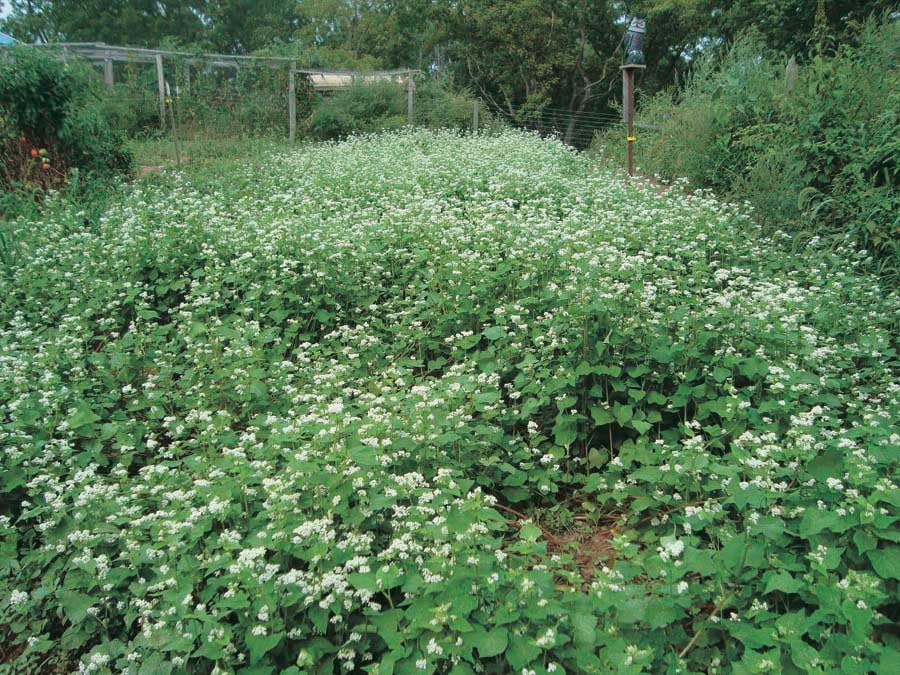 An image of the plant grown with seed for Green Manure Buckwheat Seeds - Fast-Growing, Weed-Suppressing, Bee-Friendly, Ideal for Summer Planting, Enriches Soil with Deep Mineral-Rich Roots