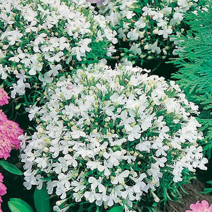 An image of the plant grown with seed for Lobelia White Lady Seeds - Bright Clear White Flowers, Dwarf Variety, Perfect for Baskets and Garden Contrast, Thrives in Cool Temperatures