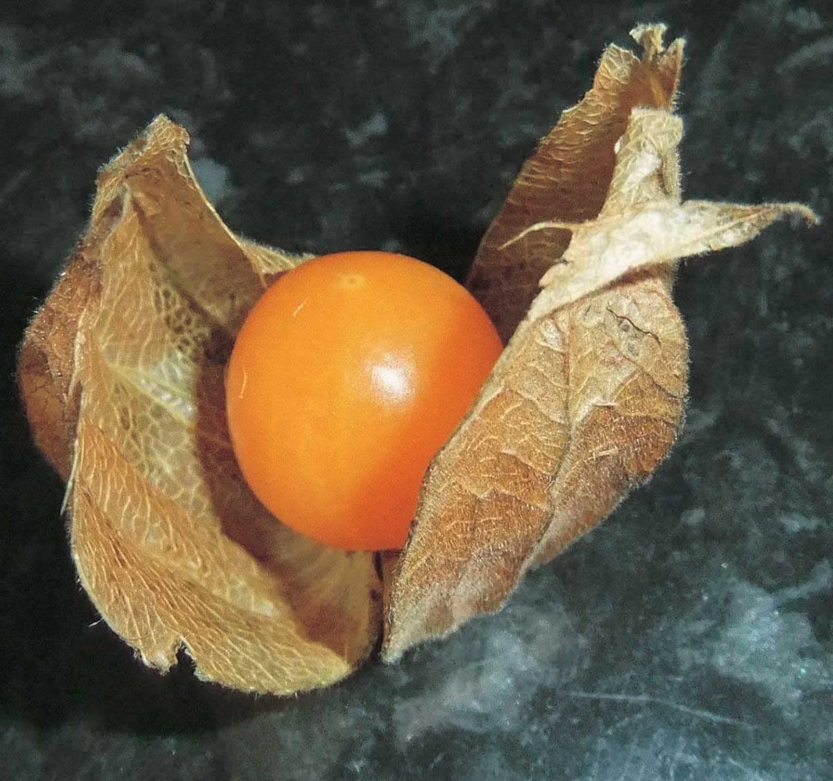 An image of the plant grown with seed for Cape Gooseberry Seeds - Exotic Fruit with Mango-Cranberry Flavor, Rich in Vitamins & Antioxidants, Ideal for Jams & Savory Sauces, Non-GMO
