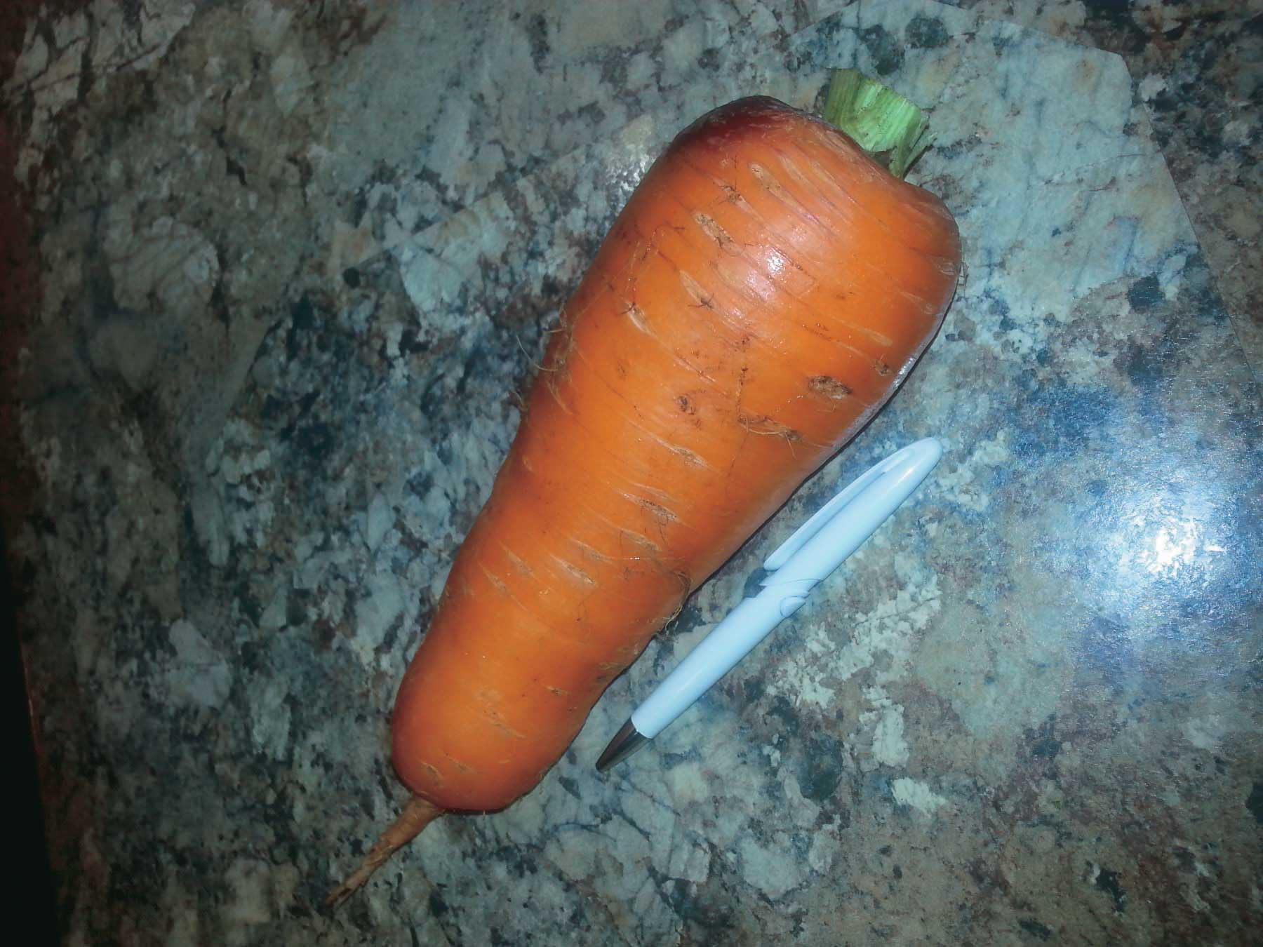 An image of the plant grown with seed for Giant Kuroda Carrot Seeds - Oriental Sweet Flavor, Large & Tender, Perfect for Kids and Family Gardening, Thrives in Sunny Locations, Non-GMO