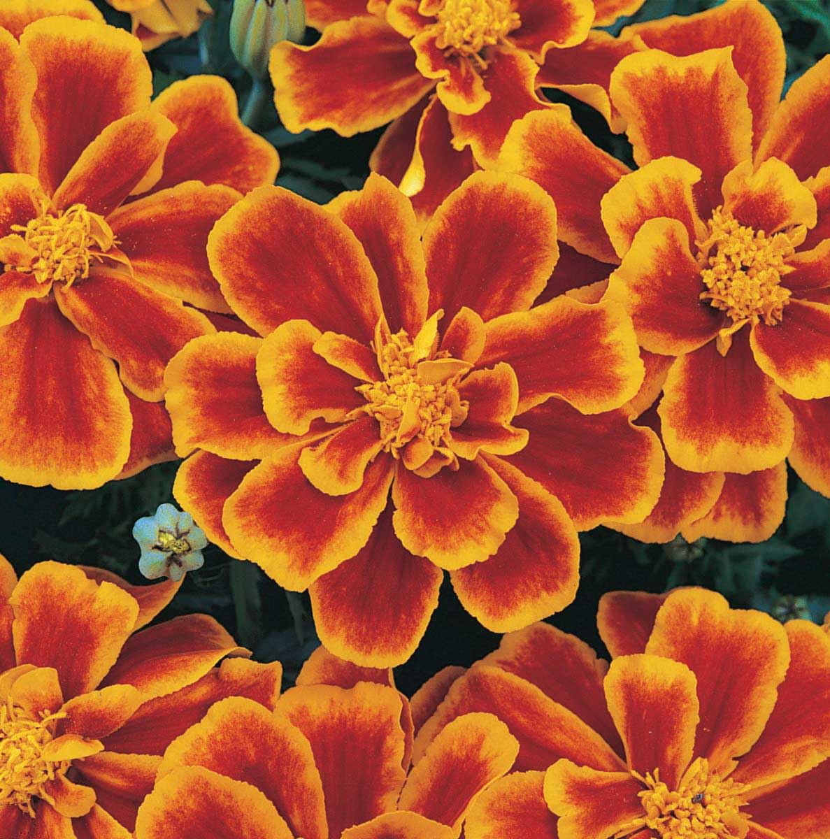 An image of the plant grown with seed for Flame Marigold Durango Seeds - Vibrant Mahogany Edging with Orange Blooms, Ideal for Garden Borders, Non-GMO, Flourishes in Full Sun