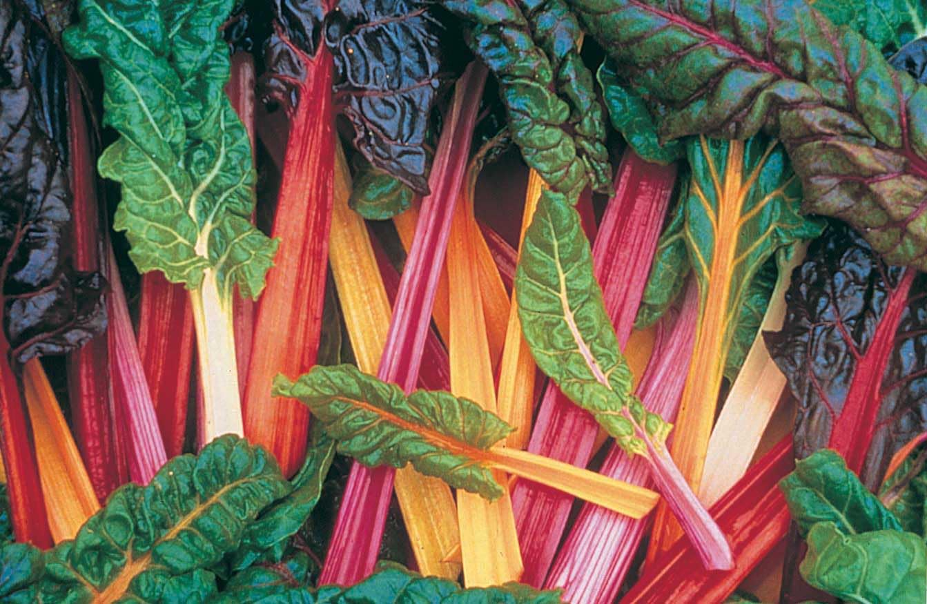 An image of the plant grown with seed for Swiss Chard Bright Lights Seeds - Colorful & Tasty, Perfect for Salads and Side Dishes, Maintains Color After Cooking, All-America Selections Winner, Non-GMO