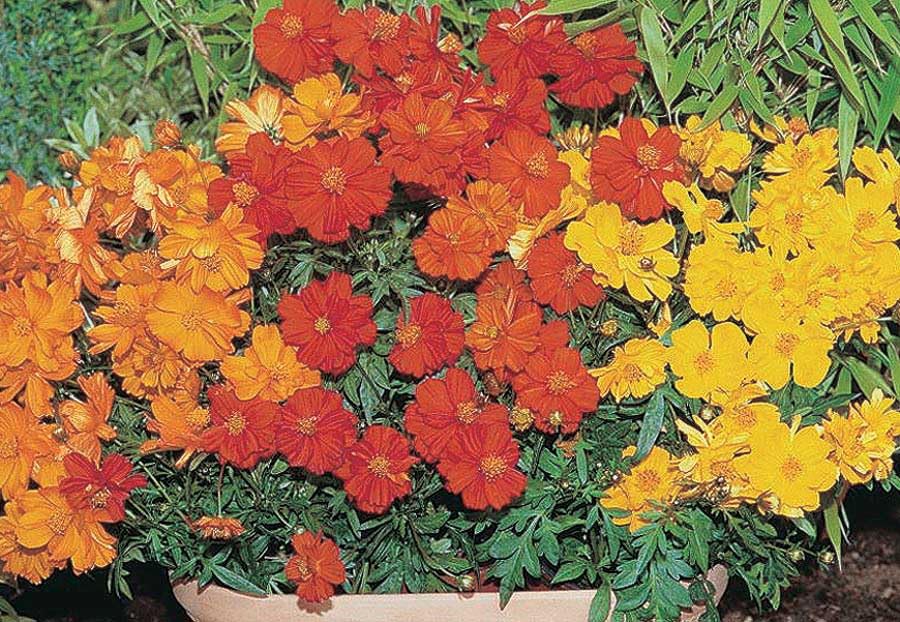 An image of the plant grown with seed for Cosmos Cosmic Mix Seeds - Vibrant Orange, Red & Yellow Blooms, Perfect for Bright Summer Gardens, Continuous Flowering, Compact Growth