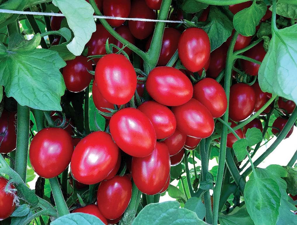 An image of the plant grown with seed for Ruby Crush Grape Tomato Seeds - Compact, Determinate Variety, Perfect for Containers and Small Gardens, Sweet & Acidic Taste