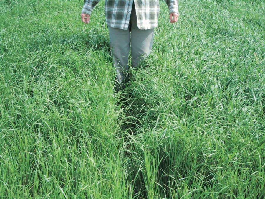 An image of the plant grown with seed for Annual Ryegrass Seeds - Ideal Green Manure, Rapid Growth, Perfect for Winter Protection & Lawn Patching, Eco-Friendly Soil Enhancer
