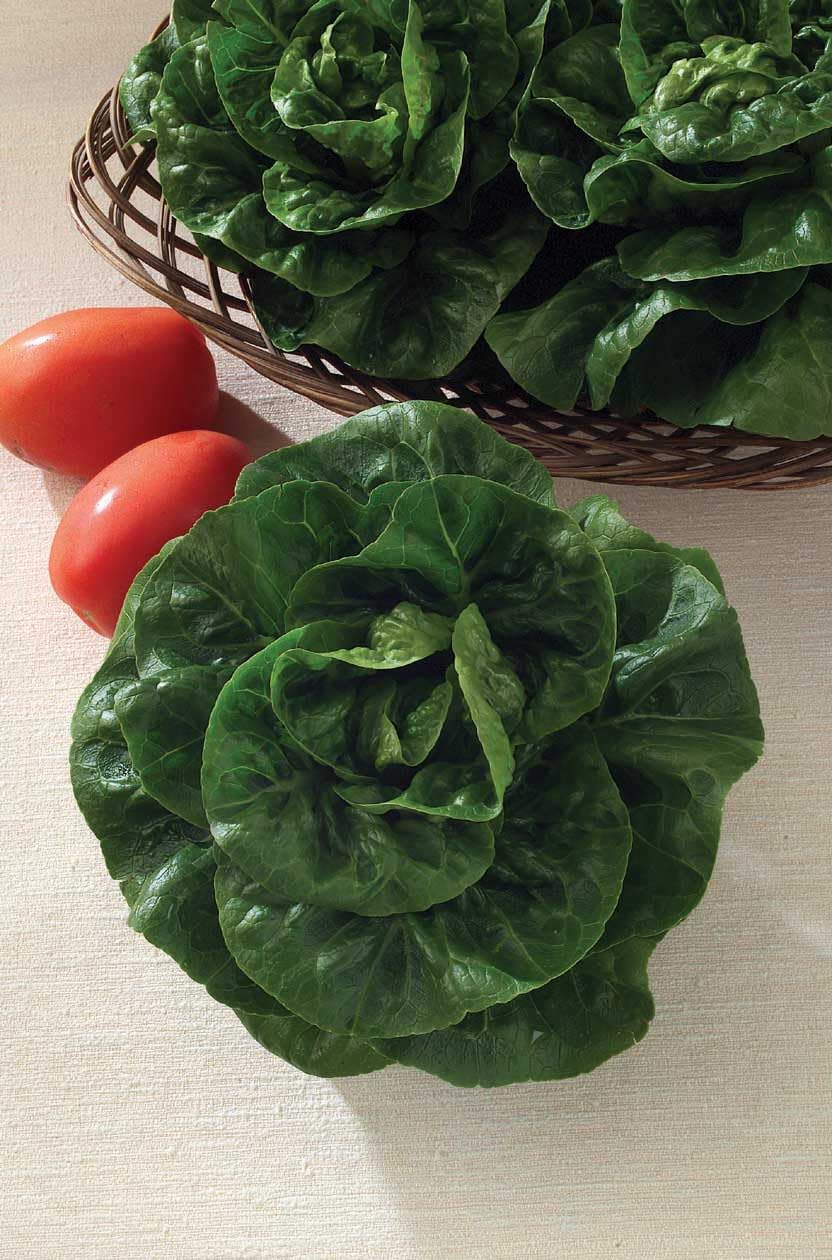 An image of the plant grown with seed for Lettuce Baby Star Seeds - Compact Romaine-Butterhead Hybrid, Crisp Flavor, Ideal for Small Gardens & Container Growing, Non-GMO