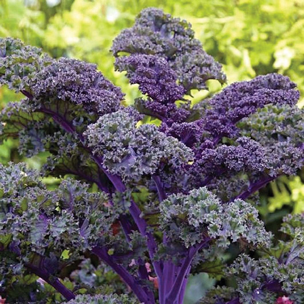 An image of the plant grown with seed for Scarlet Kale Seeds - Vibrant Dark Purple Leaves, Frost-Resistant, Perfect for Ornamental & Edible Gardens, Open-Pollinated Variety