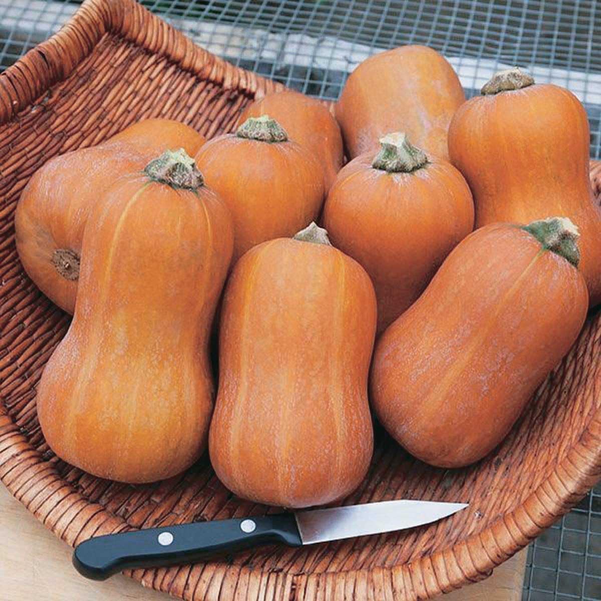 An image of the plant grown with seed for Honeynut Squash Seeds - Compact Bush Plant, Sweet Rich Flavor, Perfect for Baking, Open Pollinated Variety