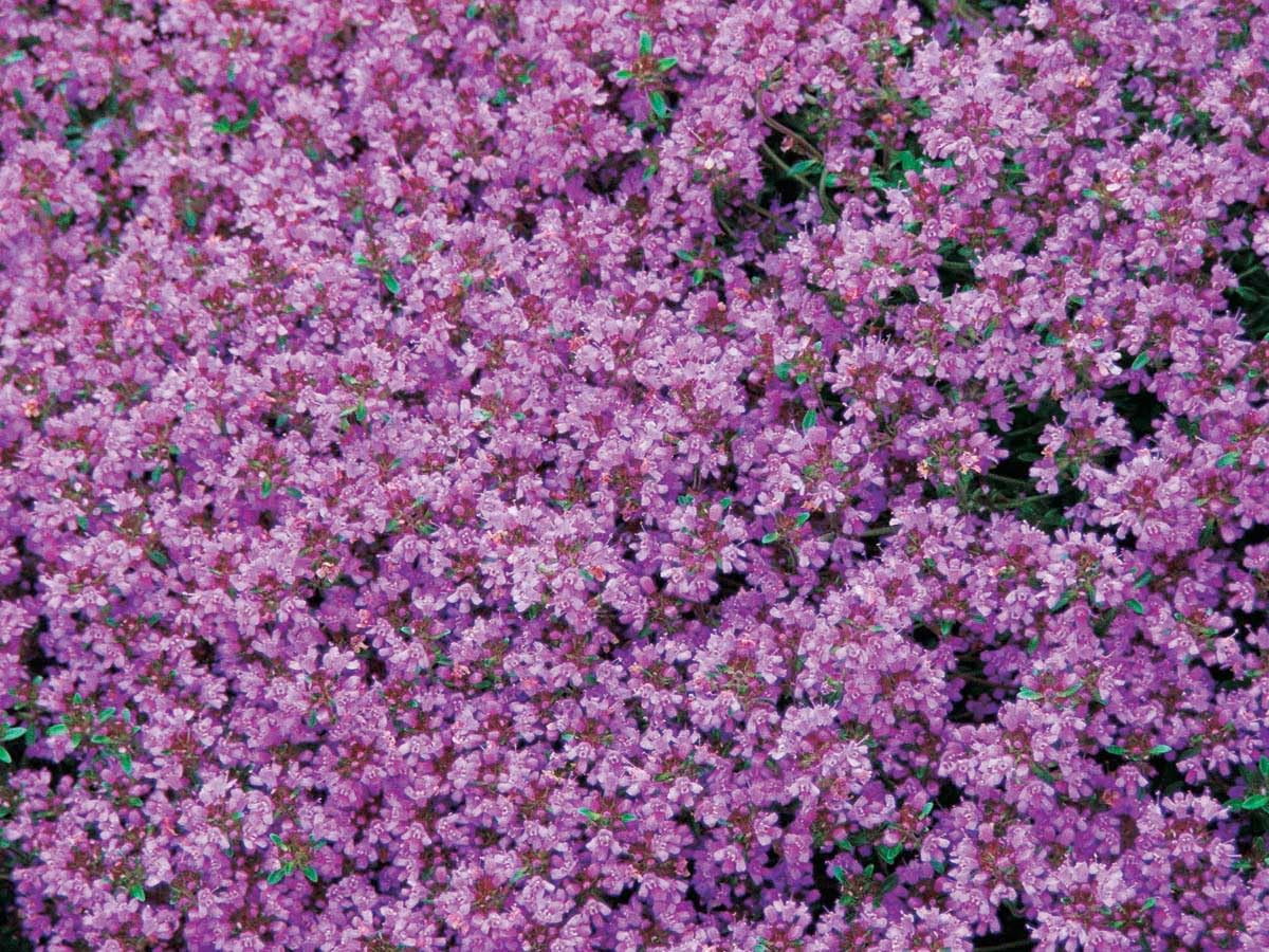 An image of the plant grown with seed for Thymus Serpyllum Thyme Seeds - Aromatic Evergreen Herb, Perfect for Rockeries, Borders, Pathways, Enhances Meat and Fish Dishes, Hardy and Low Growing