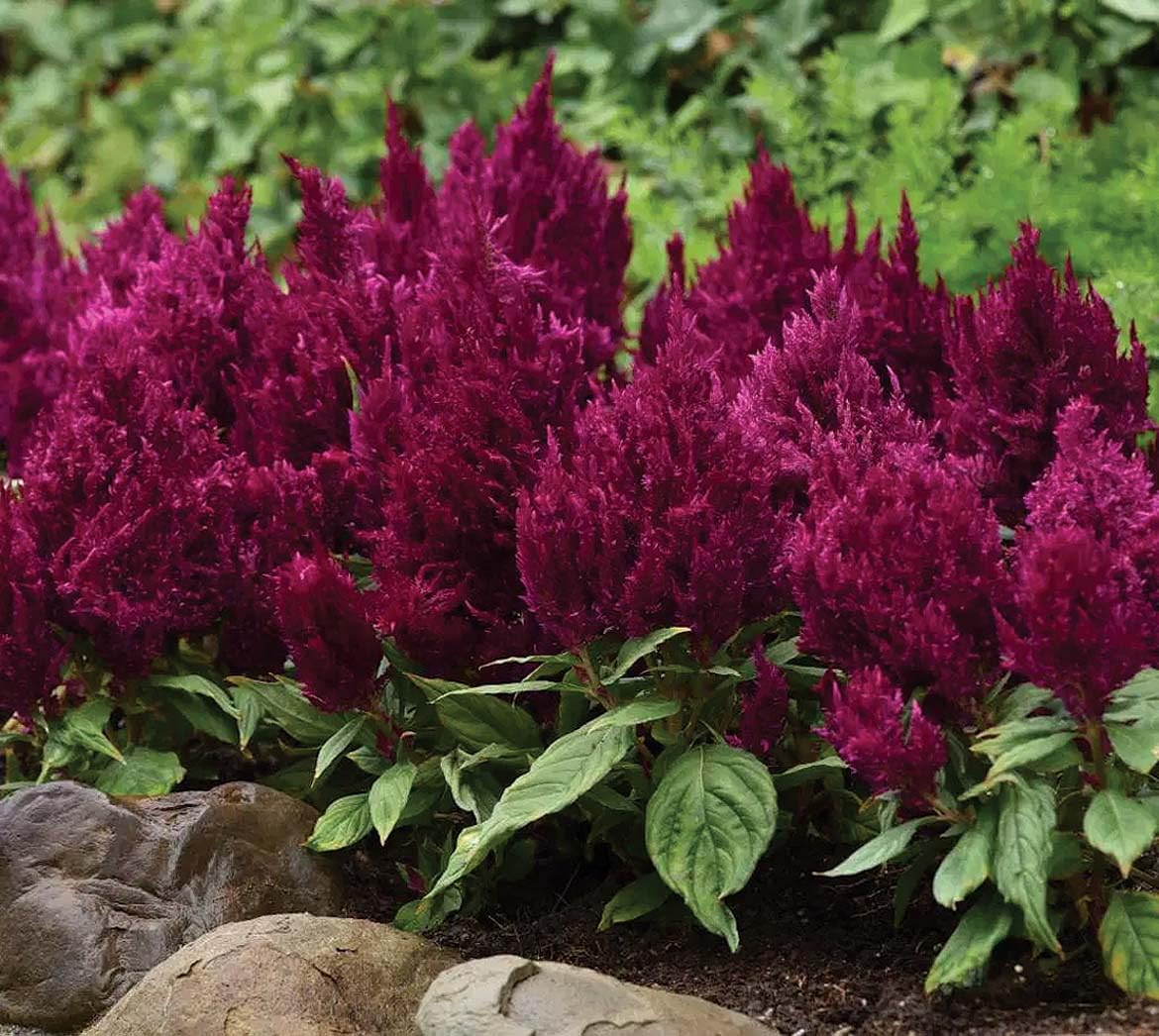 An image of the plant grown with seed for Celosia First Flame Purple Seeds - Vibrant & Elegant, Perfect for Sidewalks & Pots, Blossoms Spring to Fall, Hardy Annual